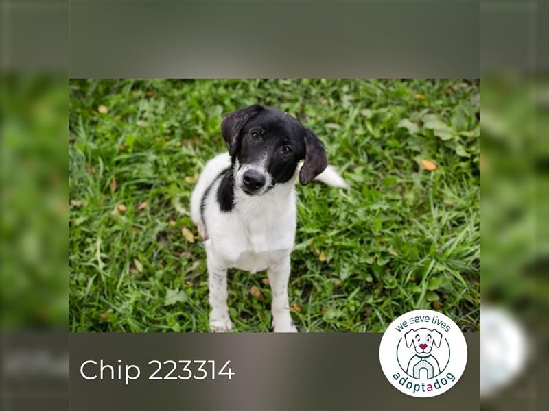 Chip 223314: Hundekind sucht ein Zuhause