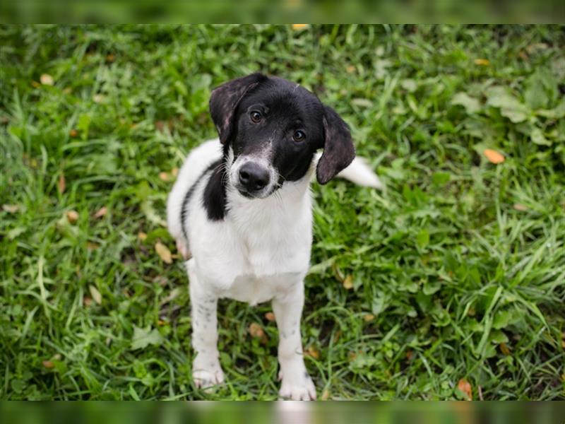 Chip 223314: Hundekind sucht ein Zuhause