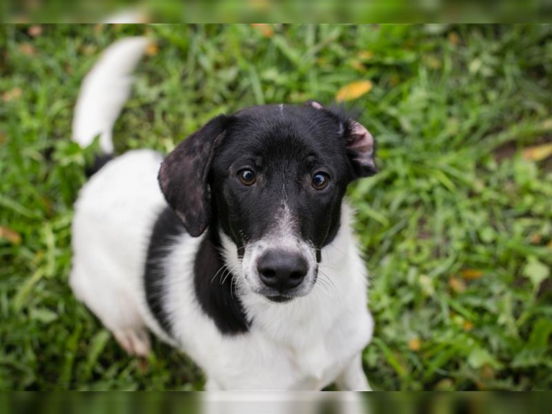 Chip 223314: Hundekind sucht ein Zuhause