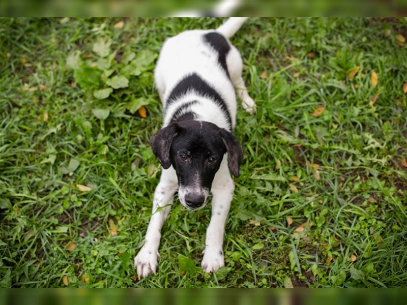 Chip 223314: Hundekind sucht ein Zuhause