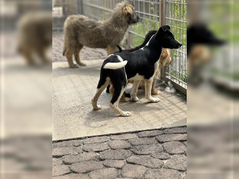 Der aufgeschlossene Ludwig sucht ein  Für Immer Zuhause