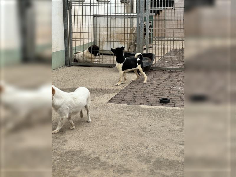 Der aufgeschlossene Ludwig sucht ein  Für Immer Zuhause