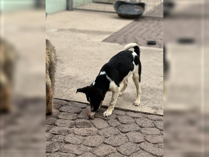 Der aufgeschlossene Ludwig sucht ein  Für Immer Zuhause