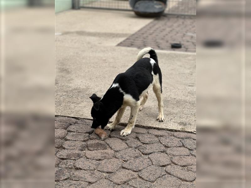 Der aufgeschlossene Ludwig sucht ein  Für Immer Zuhause