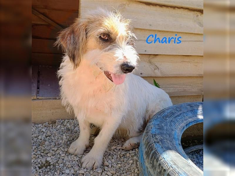 Charis 03/2016 (GR Pflegestelle) - sehr verträglicher und verspielter, kleiner Zottel!