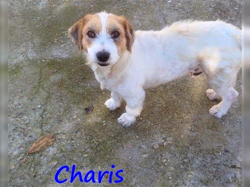 Charis 03/2016 (GR Pflegestelle) - sehr verträglicher und verspielter, kleiner Zottel!