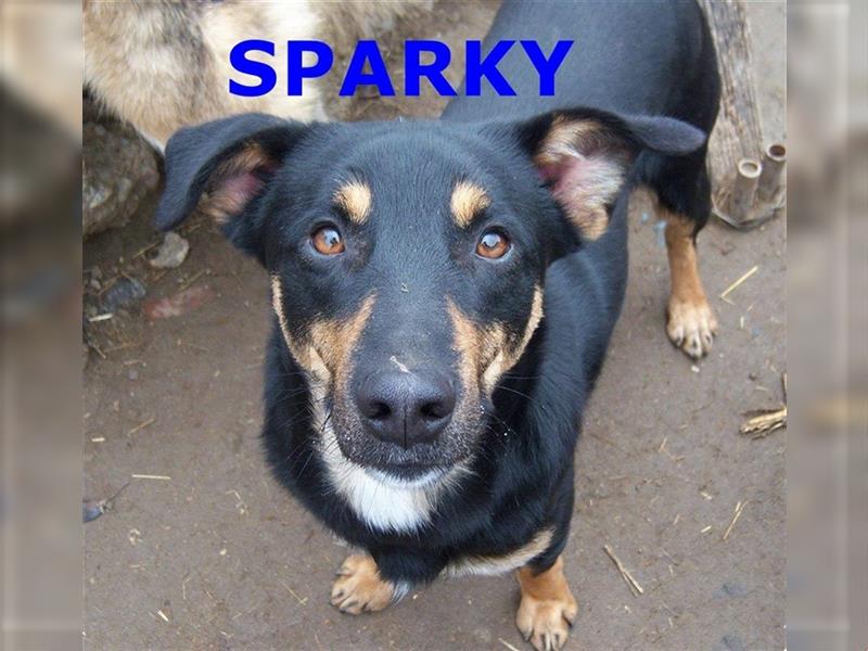 SPARKY ❤sucht Zuhause / Pflegestelle