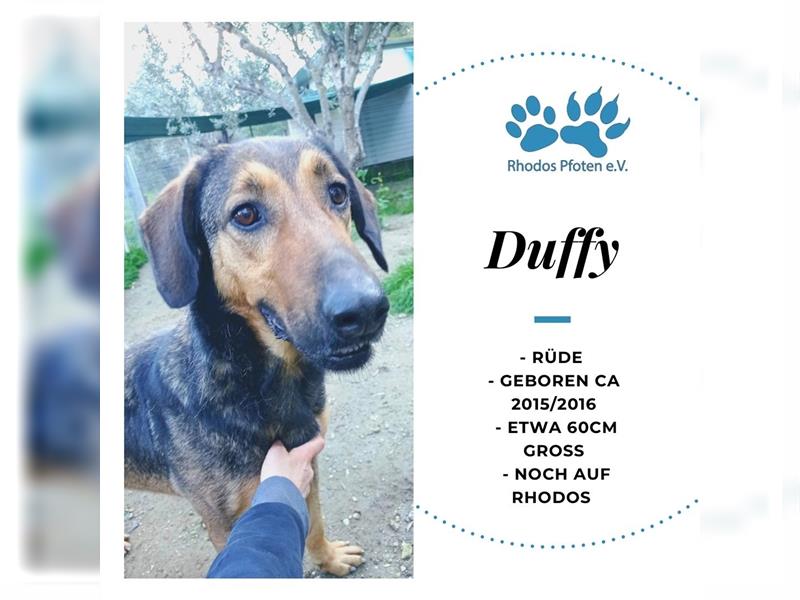 Duffy sucht sein zu Hause!❤️