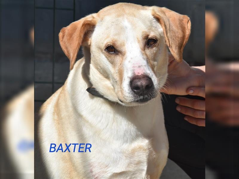 Baxter, will der Freund fürs Leben werden