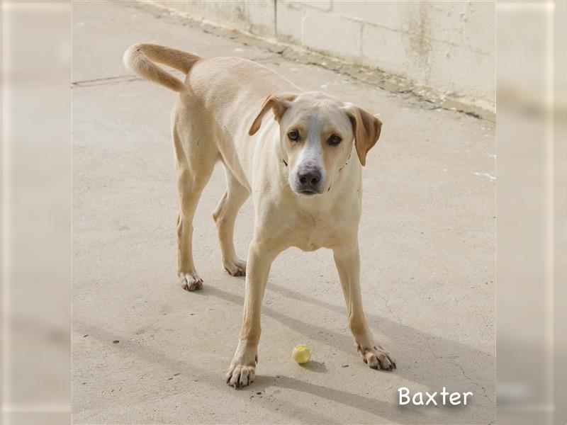 Baxter, will der Freund fürs Leben werden