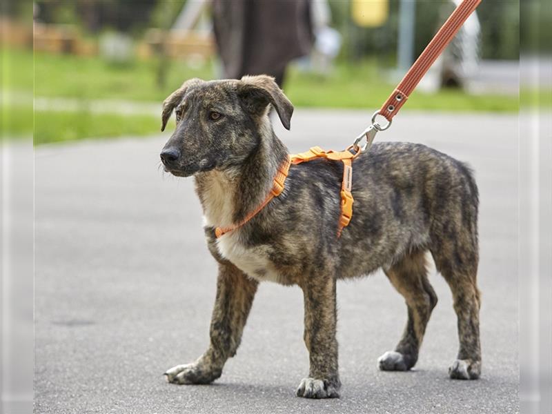 KUPER mit “Tigerstreifen” sucht ein schönes Zuhause