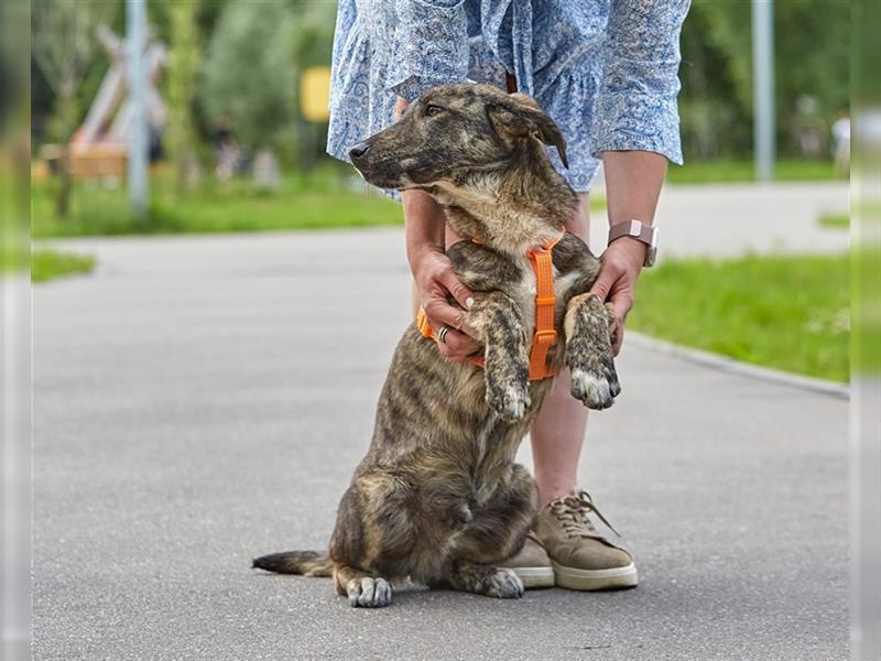 KUPER mit “Tigerstreifen” sucht ein schönes Zuhause