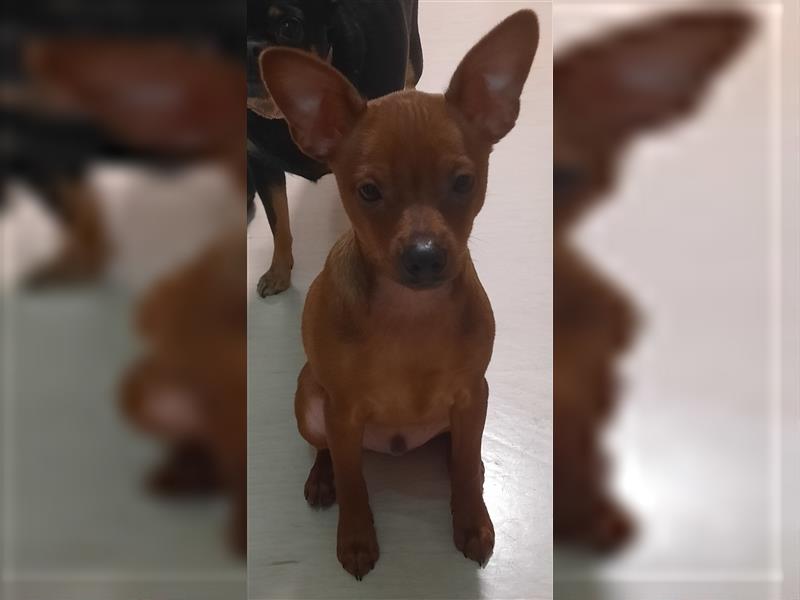 Zwergpinscher/ Chihuahua 5 Monate Rüde
