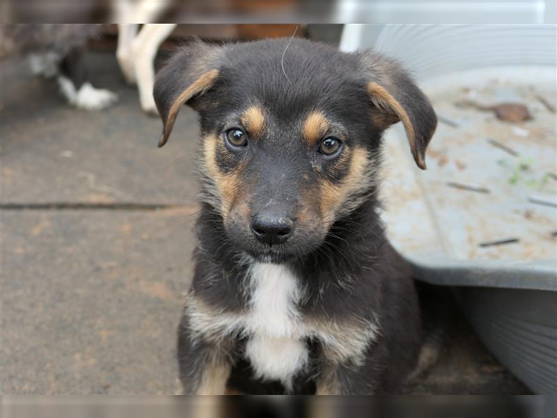 Tierschutzhund Ike sucht sein zu Hause