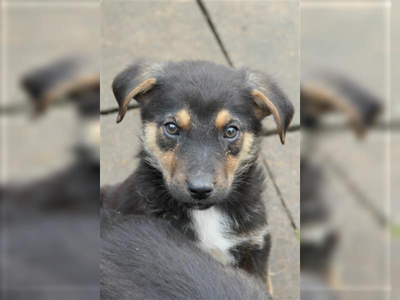 Tierschutzhund Ike sucht sein zu Hause