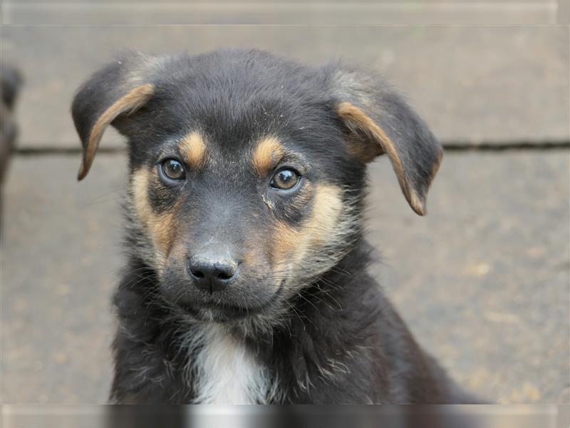 Tierschutzhund Ike sucht sein zu Hause