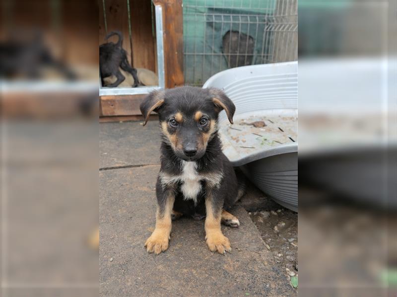 Tierschutzhund Ike sucht sein zu Hause