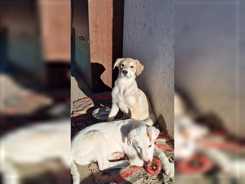 Hundekind Oskar sucht seine Menschen *mit  aktuellem Video
