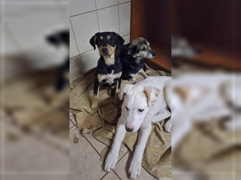 Hundekind Oskar sucht seine Menschen *mit  aktuellem Video