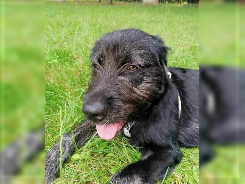 Ursu - verspielter, lebhafter, katzenverträglicher Riesenschnauzermix-Rüde / z.Zt. noch in Rumänien