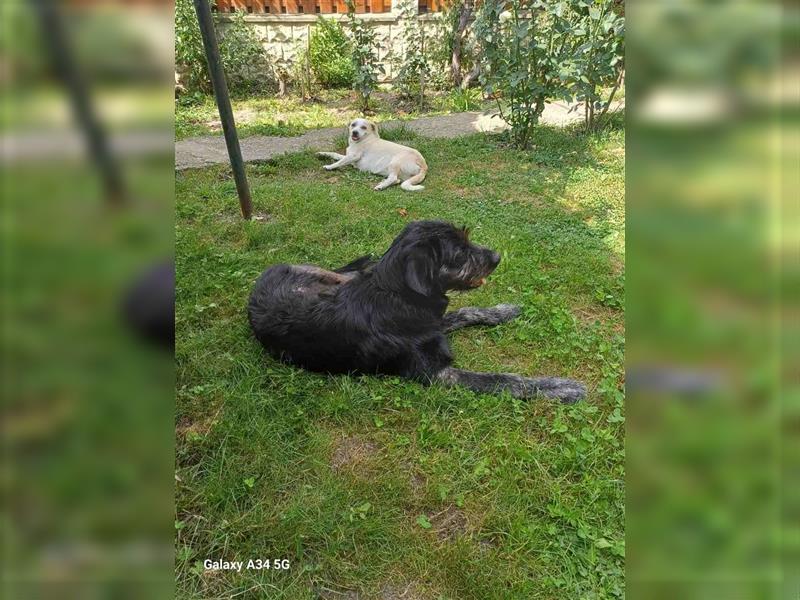 Ursu - verspielter, lebhafter, katzenverträglicher Riesenschnauzermix-Rüde / z.Zt. noch in Rumänien