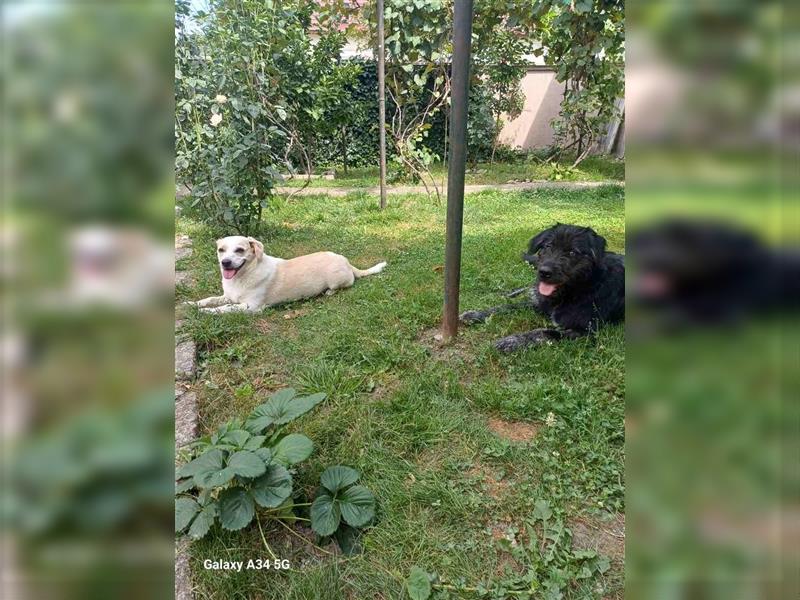 Ursu - verspielter, lebhafter, katzenverträglicher Riesenschnauzermix-Rüde / z.Zt. noch in Rumänien