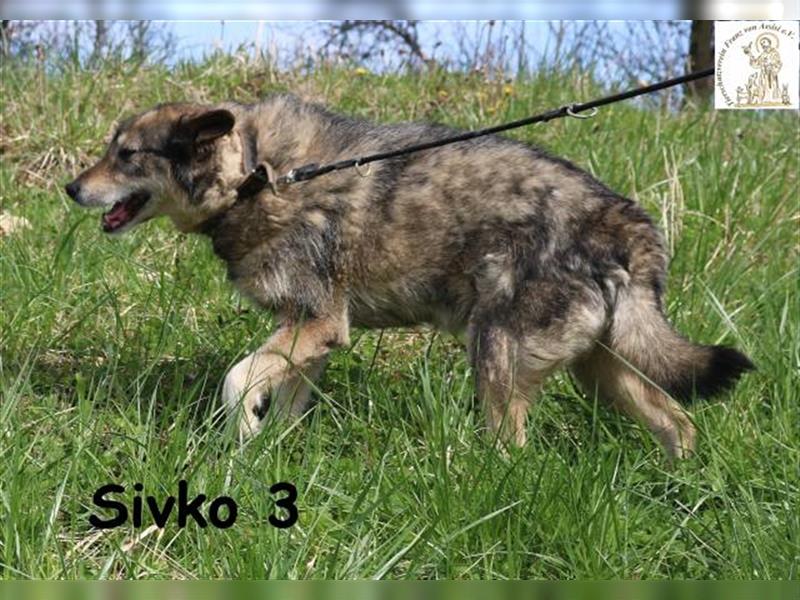 Sivko 3 - ein gemütlicher Zeitgenosse