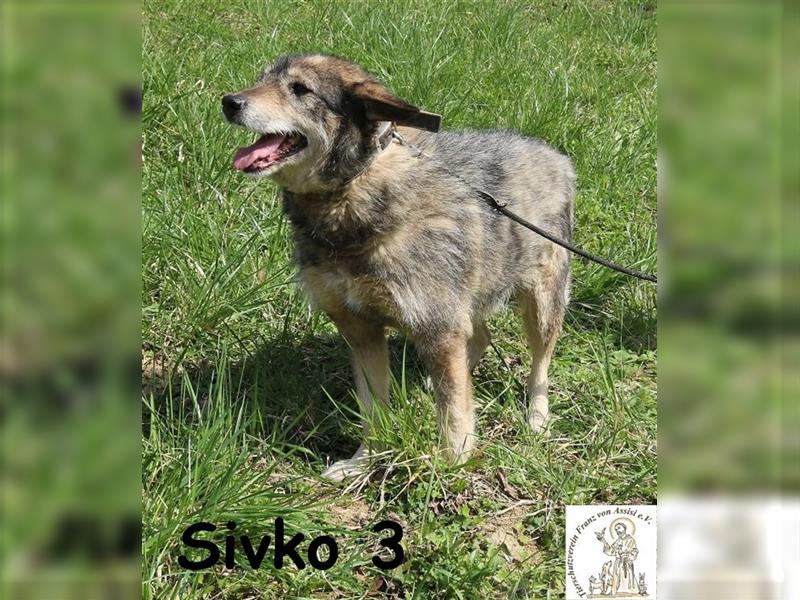 Sivko 3 - ein gemütlicher Zeitgenosse