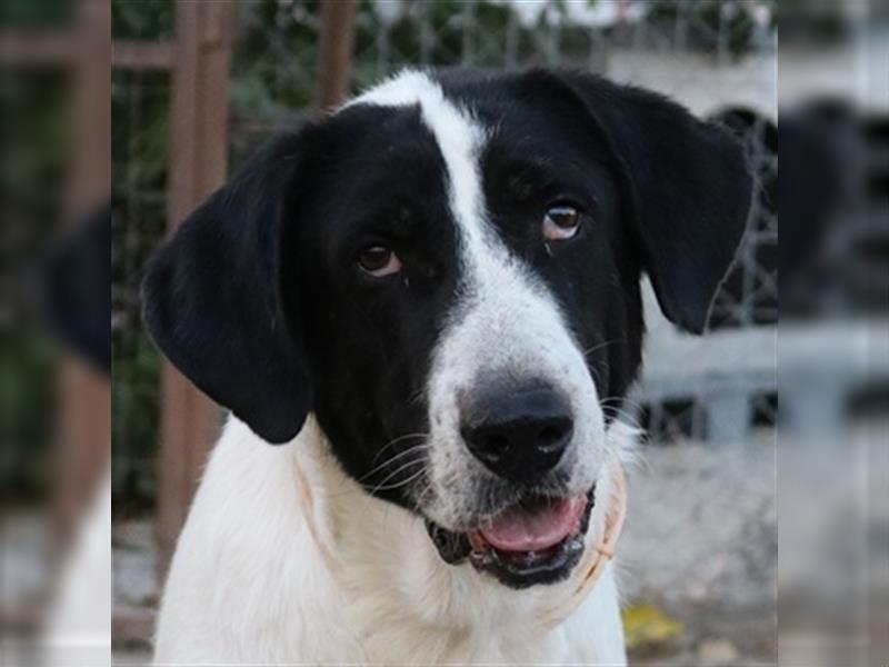 Madoc, geb. 08/2015, lebt in GRIECHENLAND, im städt. Tierheim Serres