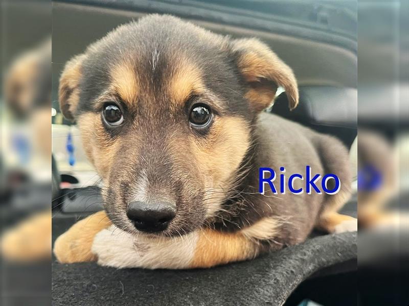 RICKO ❤ EILIG! sucht Zuhause oder Pflegestelle