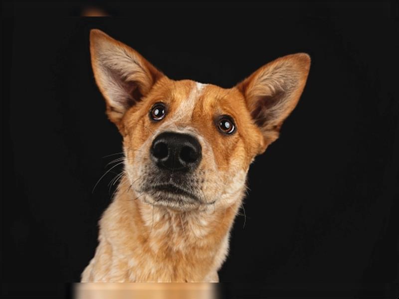 Jetstream - bezaubernder Hundebub sucht ein Zuhause