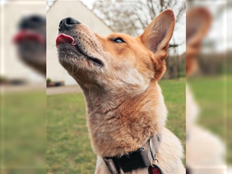 Jetstream - bezaubernder Hundebub sucht ein Zuhause