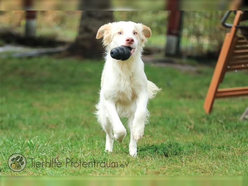 Sky sucht ein Zuhause