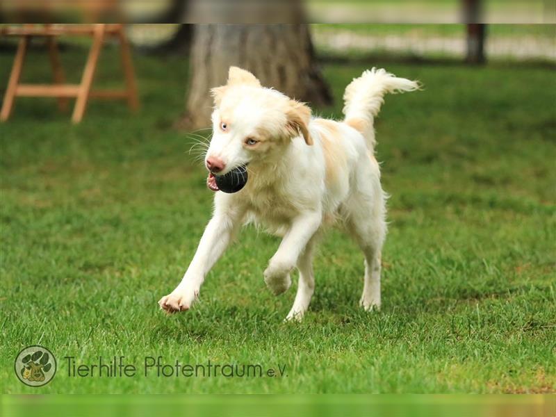 Sky sucht ein Zuhause