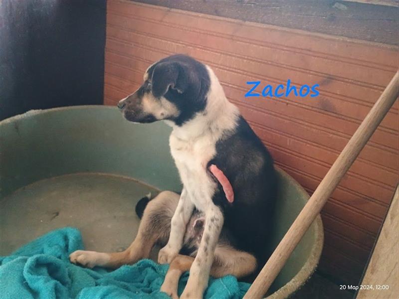 Zachos 08/2023 (GR) - fröhlicher und freundlicher Welpe mit tollem Charakter liebt Sonne und Nähe!