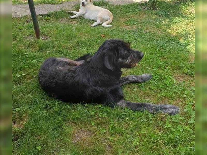 Ursu - verspielter, lebhafter, katzenverträglicher Riesenschnauzermix-Rüde / z.Zt. noch in Rumänien