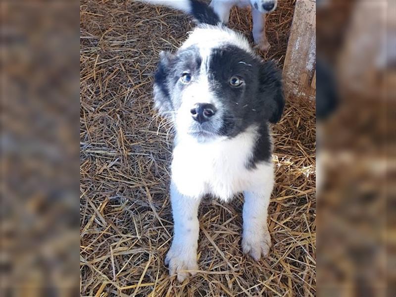 Sammy - jung, noch scheu - er sucht feste und erfahrene Bindung