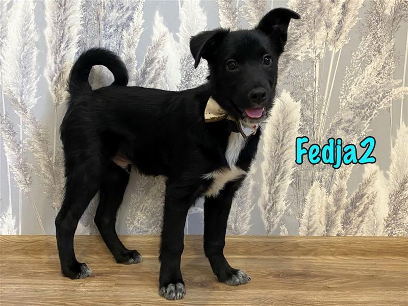 Fedja2 10/2023 (RUS) - bezaubernder, lernwilliger und sehr sozialer Junghund!