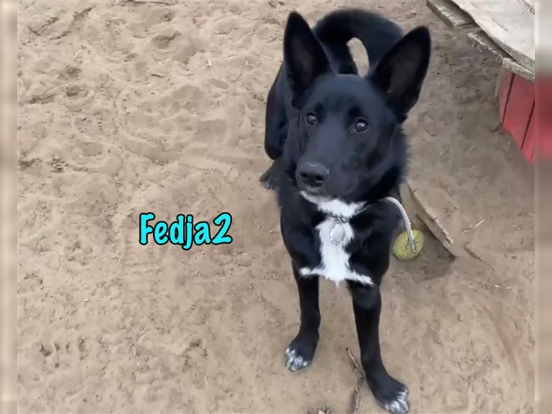 Fedja2 10/2023 (RUS) - bezaubernder, lernwilliger und sehr sozialer Junghund!
