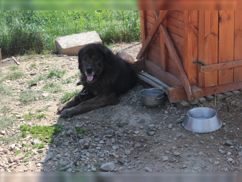 Bärenhund sucht tolles Zuhause