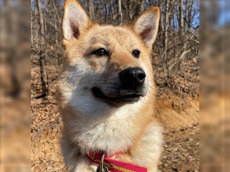 Caramel,shiba-jindo-mix,2 jahre alt.super lieb und menschenbezogen,sucht ein schönes Zuhause