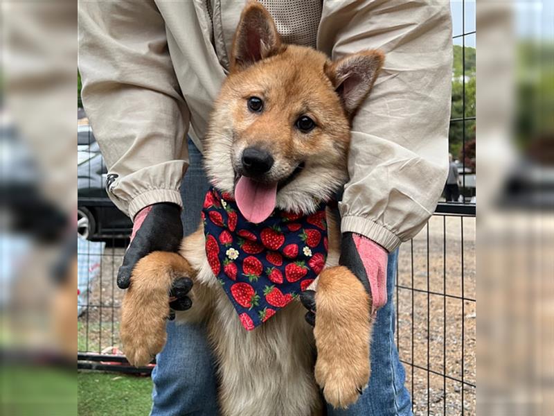 Caramel,shiba-jindo-mix,2 jahre alt.super lieb und menschenbezogen,sucht ein schönes Zuhause