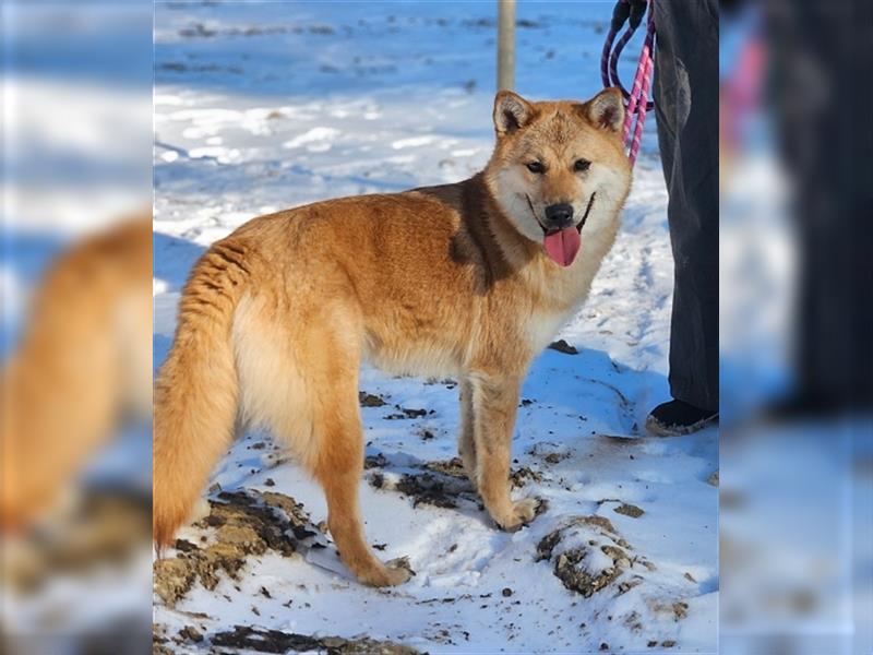 Caramel,shiba-jindo-mix,2 jahre alt.super lieb und menschenbezogen,sucht ein schönes Zuhause