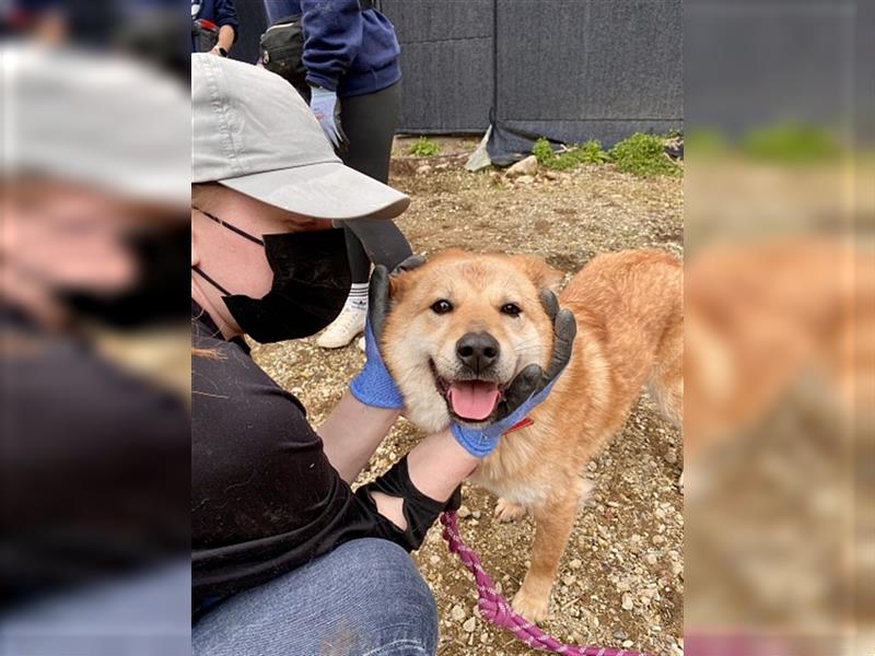 Caramel,shiba-jindo-mix,2 jahre alt.super lieb und menschenbezogen,sucht ein schönes Zuhause