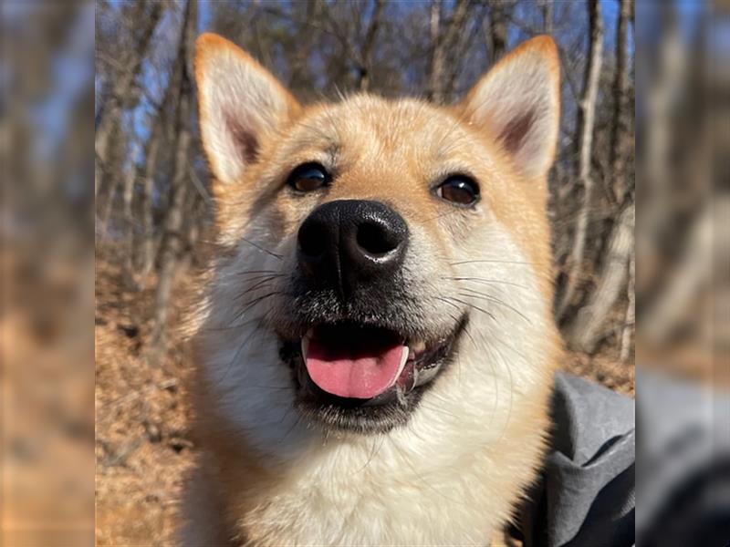 Caramel,shiba-jindo-mix,2 jahre alt.super lieb und menschenbezogen,sucht ein schönes Zuhause