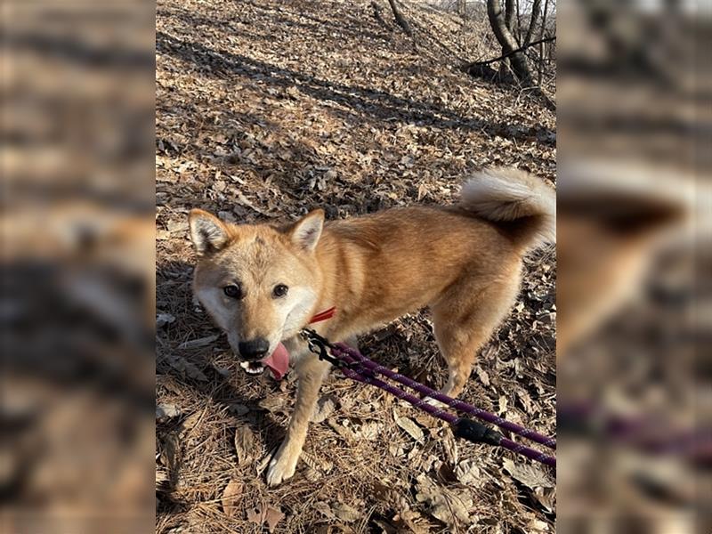 Caramel,shiba-jindo-mix,2 jahre alt.super lieb und menschenbezogen,sucht ein schönes Zuhause