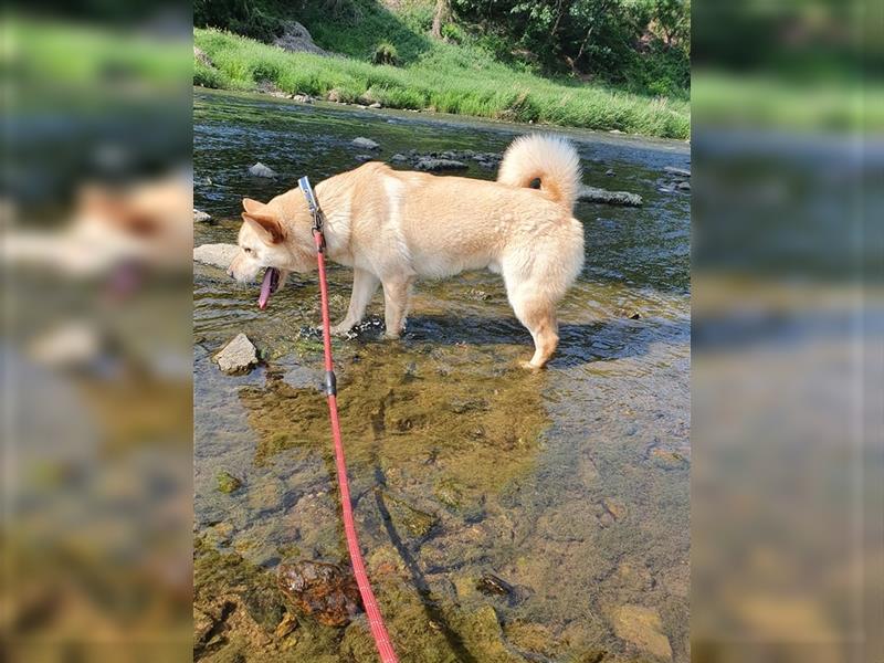 Byunghyun,ist ein sportlicher,aktiver Junge ,2021 geboren, etwa 13 kg,tolle Familie gesucht.