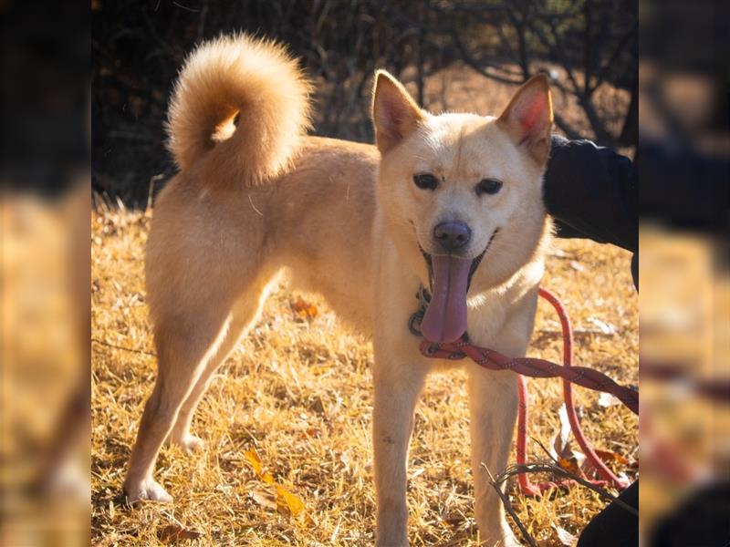 Byunghyun,ist ein sportlicher,aktiver Junge ,2021 geboren, etwa 13 kg,tolle Familie gesucht.