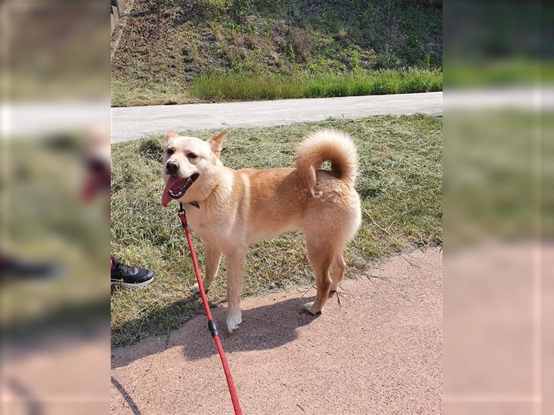 Byunghyun,ist ein sportlicher,aktiver Junge ,2021 geboren, etwa 13 kg,tolle Familie gesucht.