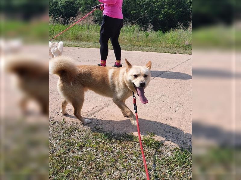 Byunghyun,ist ein sportlicher,aktiver Junge ,2021 geboren, etwa 13 kg,tolle Familie gesucht.